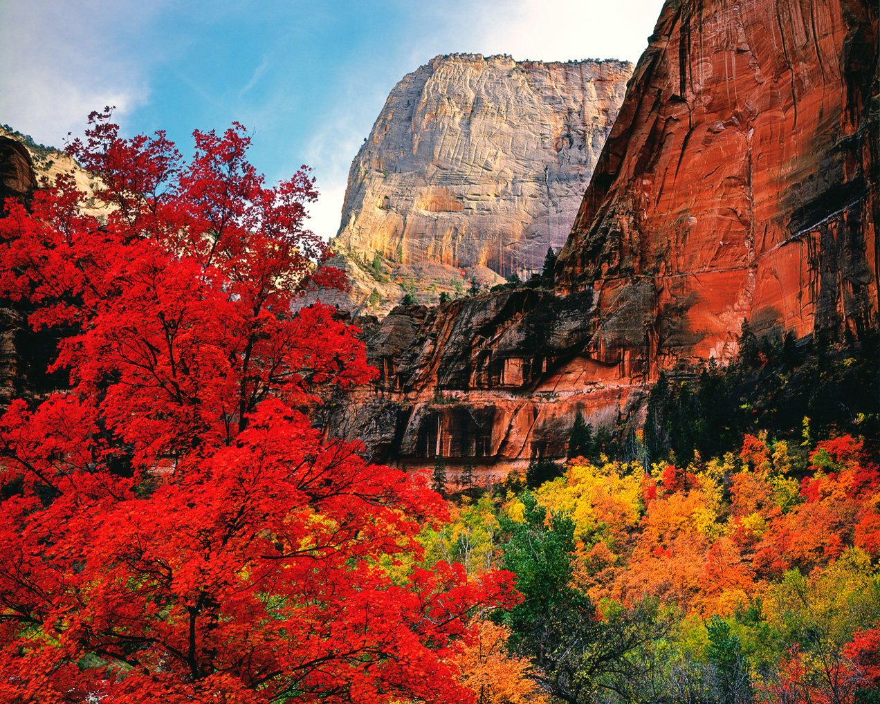Off-season fall trees photograph in Zion Canyon